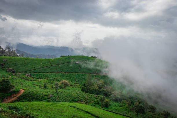 Ooty / Mysore /Coorg